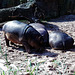 3 Hippos beim Peeling 2000