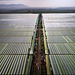 Greenhouses #4, Sher Farms, Ziway, Ethiopia, 2018