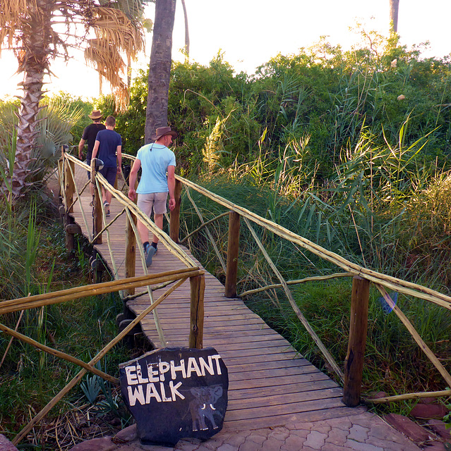 Palmwag-drei Nichtelefanten auf dem Walk