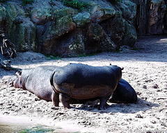 Hey du, du! Erlebnis-Zoo Hannover 2000