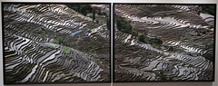 Rice Terraces #3ab, Western Yunnan Province, China, 2012