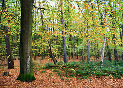 Herbstwald  (Wernerwald)