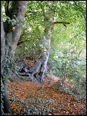 trees in Budshead Wood