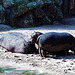 Vorsicht, Bewegung! Erlebnis-Zoo Hannover 2000