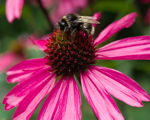 Bee and an echinacea.