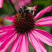 Bee and an echinacea.