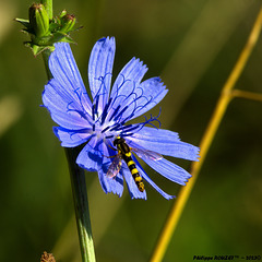Le syrphe à la fleur bleu
