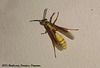 53 Wasp