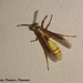 53 Wasp