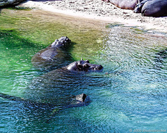 Im Wasser ist es doch schöner! Erlebnis-Zoo Hannover 2000Foto