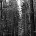 A woodland walk in monochrome