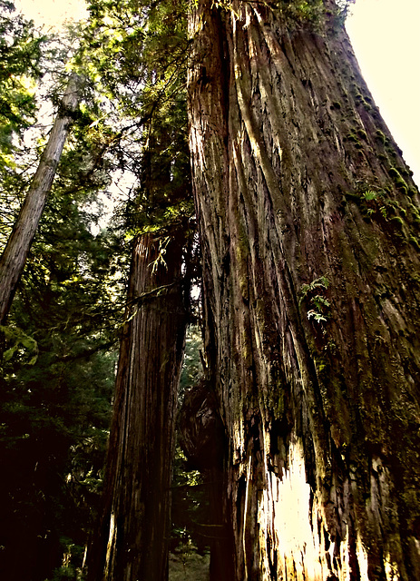 Redwood (Sequoia sempervirens)
