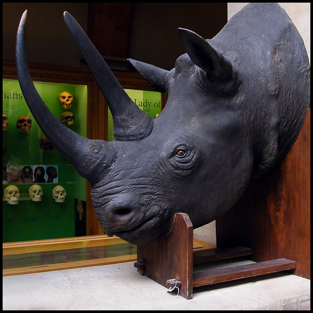 black rhinocerous