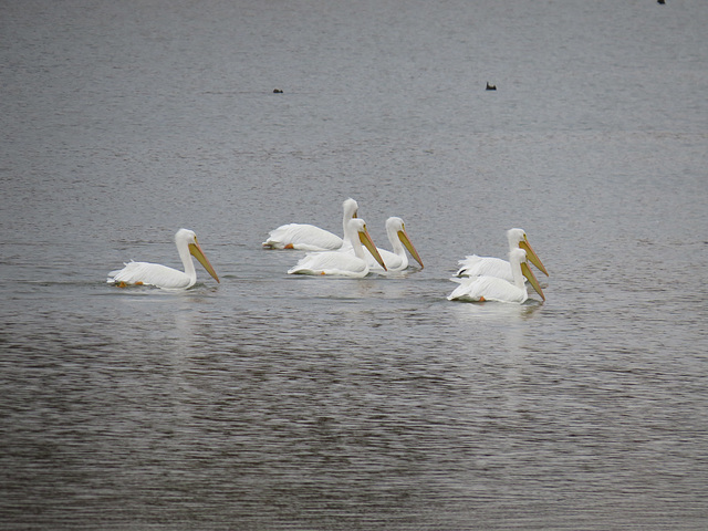 White pelicans (Pelecanus erythrorhynchos)