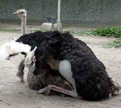 Saon Monastery- Ostriches Mating