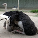 Saon Monastery- Ostriches Mating