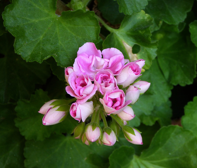 pink pelargonium