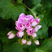 pink pelargonium