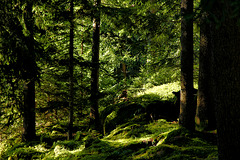 Wald auf dem Weg zum  Sulfner Weiher bei Hafling (PicinPic)