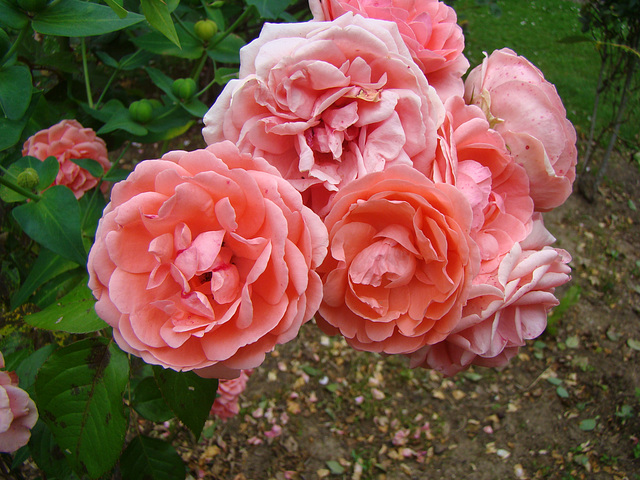 simply nice roses
