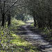 P1000287a The Community Woodland path