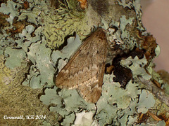 1663 Alsophila aescularia (March Moth)