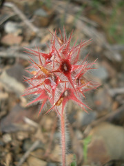 Stern-Klee (Trifolium stellatum)