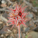 Stern-Klee (Trifolium stellatum)