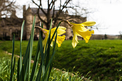 Daffodils at Lacock Abbey