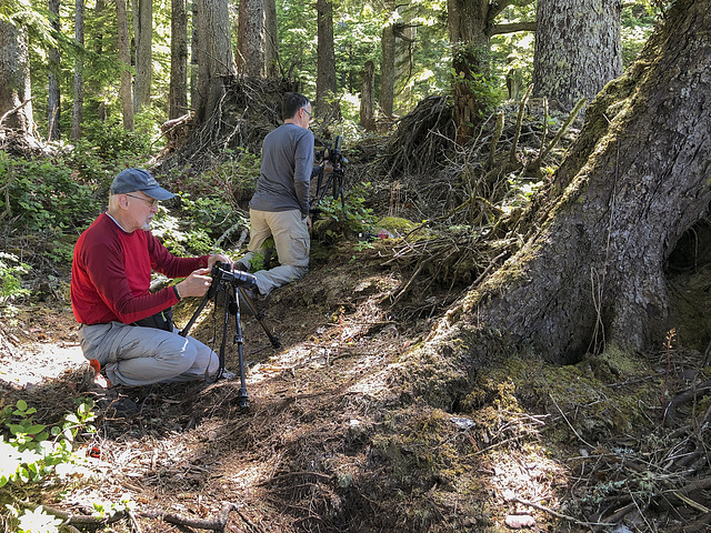 Jim and Walter photographing Corallorhiza maculata var. ozettensis (Ozette Coralroot orchid)