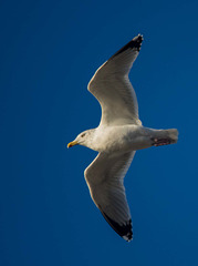 Seagull flight shot12