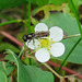 Long-winged Fly, Diptera sp.? on Wild Strawberry flower