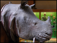 Indian rhinocerous