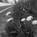 Roadside dandelion