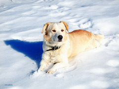 Archie likes snow