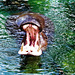 One of the Hippopotamus at Hannover Zoo in 2000