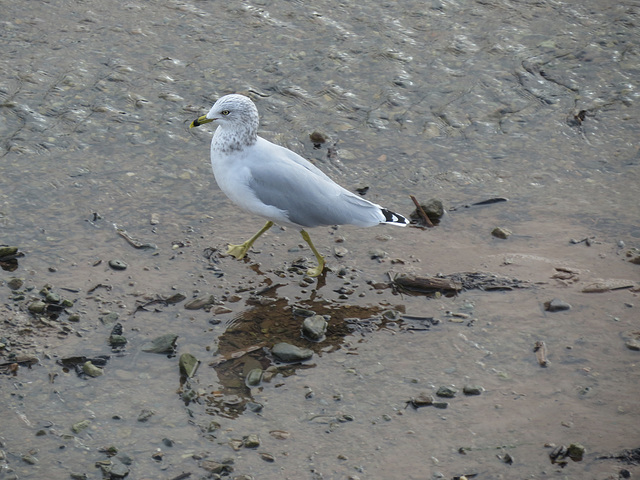 Ring-billed gull in Alma Harbour