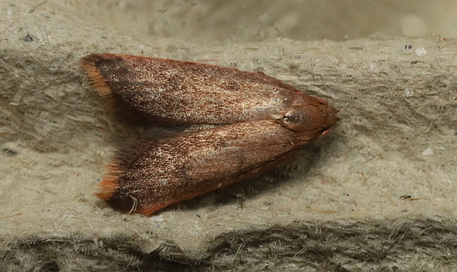 Moth IMG 6459-1