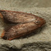 Moth IMG 6459-1