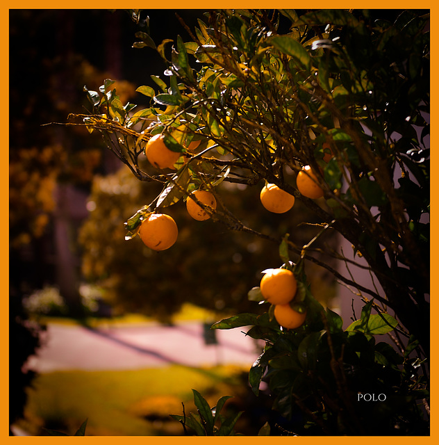 Naranjas en Bizkaia