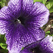 I do like this patterned petunia