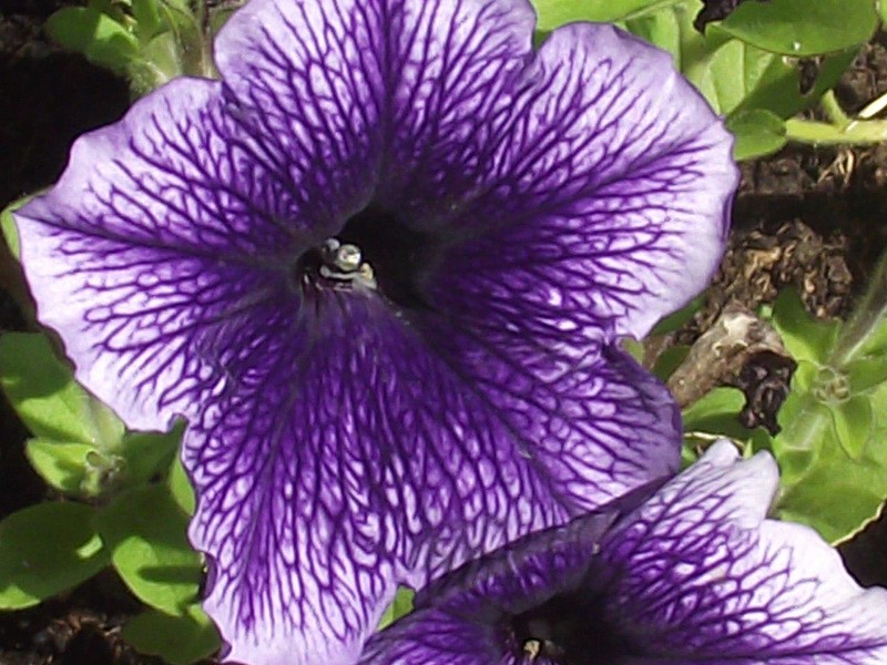 I do like this patterned petunia