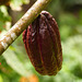 Cacao pod, on way to Brasso Seco