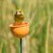 Cup Finch