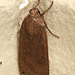 IMG 6627 Moth