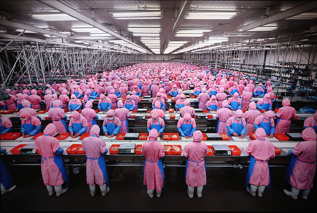 Manufacturing #17, Deda Chicken Processing Plant, Dehui City, Jilin Province, China, 2005