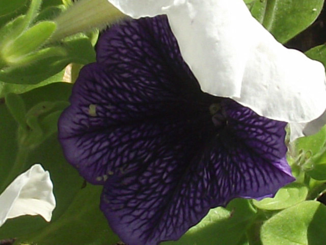A dark purple petunia