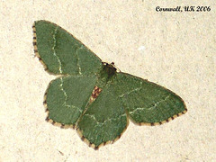 1669 Hemithea aestivaria (Common Emerald)