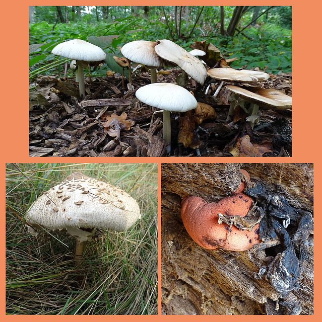 Attingham Park Fungi