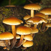 Die Pilzgruppe auf dem Baumstamm :))  The group of mushrooms on the tree trunk :))  Le groupe de champignons sur le tronc de l'arbre :))